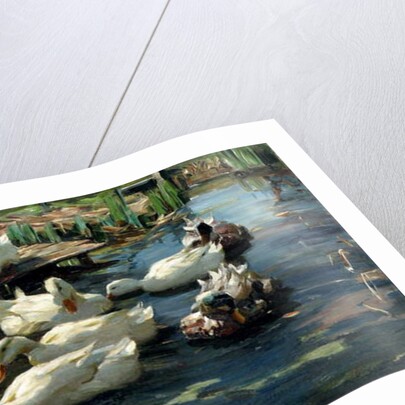 Ducks in a Pool by Alexander Koester