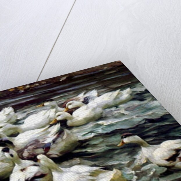 Ducks Gathering by Alexander Koester