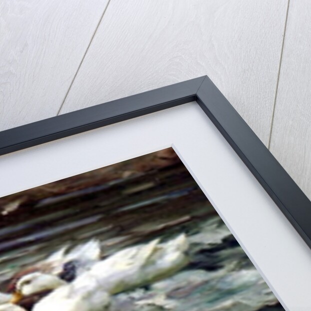 Ducks Gathering by Alexander Koester