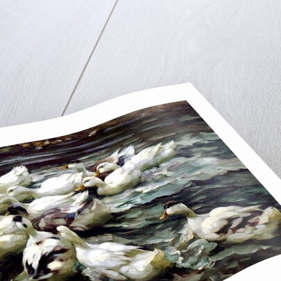 Ducks Gathering by Alexander Koester