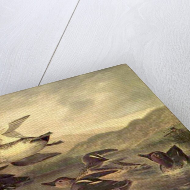 Wild Ducks Rising, 1840 by John Woodhouse Audubon