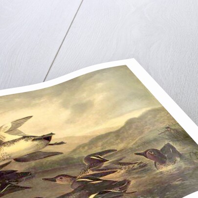 Wild Ducks Rising, 1840 by John Woodhouse Audubon