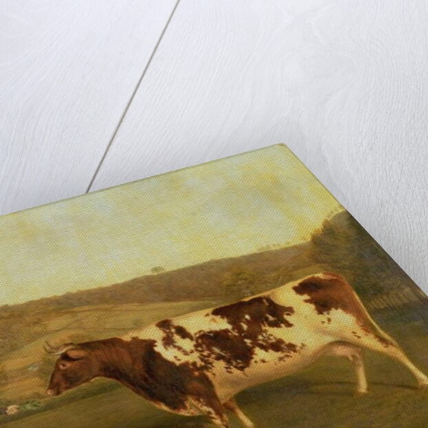 Shorthorn Cow, c.1840-50 by James Flewitt Mullock