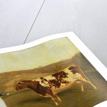 Shorthorn Cow, c.1840-50 by James Flewitt Mullock