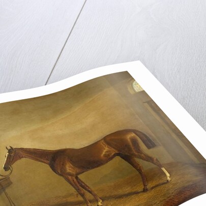 Bravissimo, Winner of the Monmouthshire Hunt Cup at Abergavenny by James Flewitt Mullock