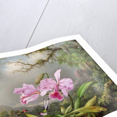 Study of an Orchid, 1872 by Martin Johnson Heade