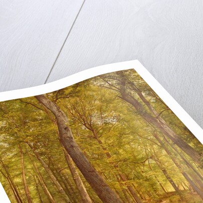 June Woods, Pennsylvania, 1864 by William Trost Richards