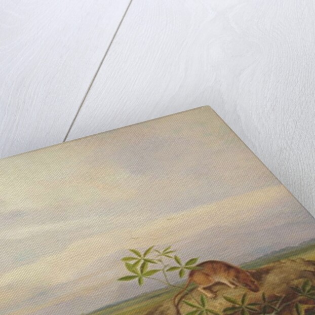 Townsend's Meadow Mouse, Meadow Vale and Swamp Rice Rat by John Woodhouse Audubon