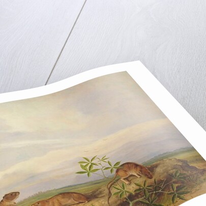 Townsend's Meadow Mouse, Meadow Vale and Swamp Rice Rat by John Woodhouse Audubon