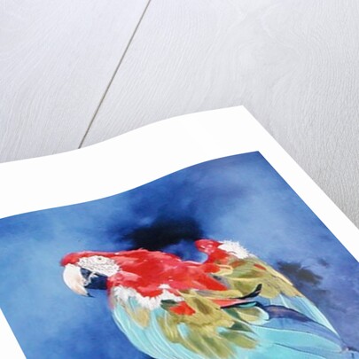Red and Blue Macaw, 2002 by Odile Kidd