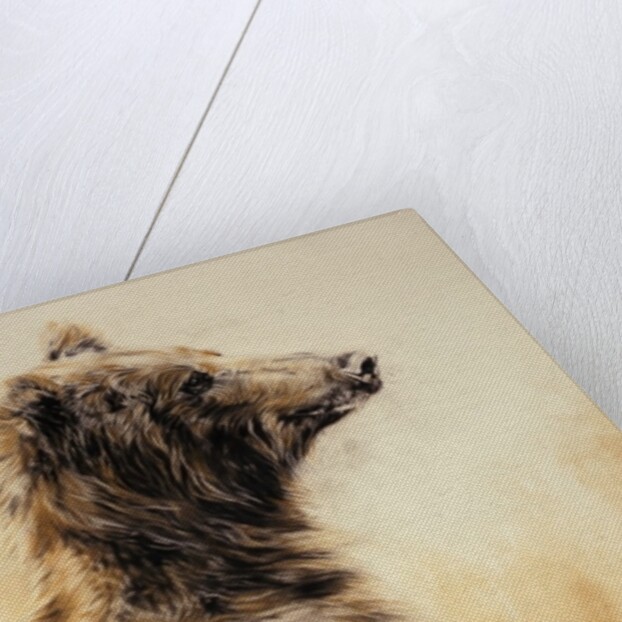 Grizzly Bear 2, 2002 by Odile Kidd