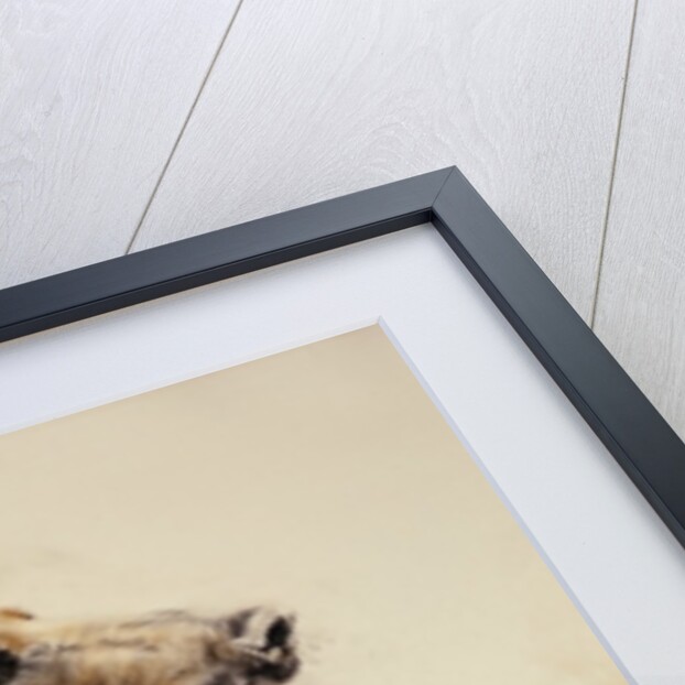 Grizzly Bear 2, 2002 by Odile Kidd