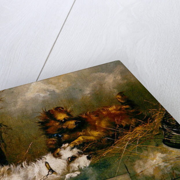 Terriers Playing by George Armfield