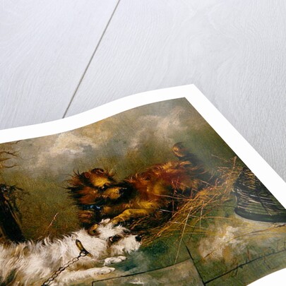 Terriers Playing by George Armfield