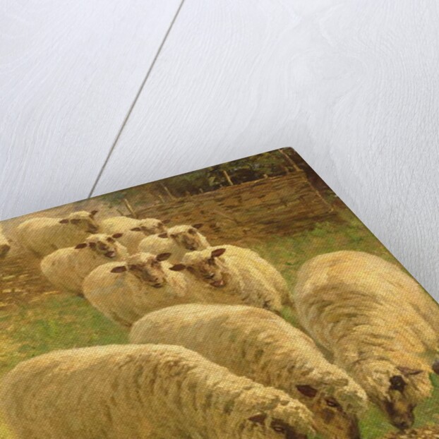 Sheep feeding from an upturned grain bag by William Gunning King