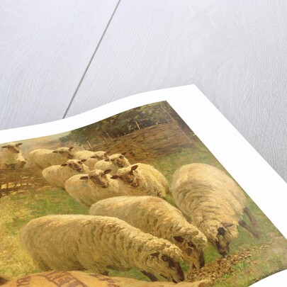 Sheep feeding from an upturned grain bag by William Gunning King