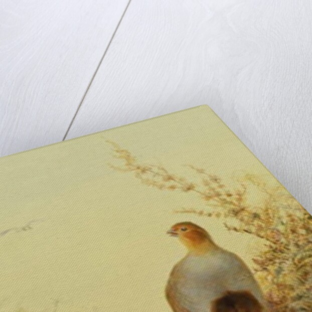 A covey of partridge in the bracken at sunset by Charles Whymper