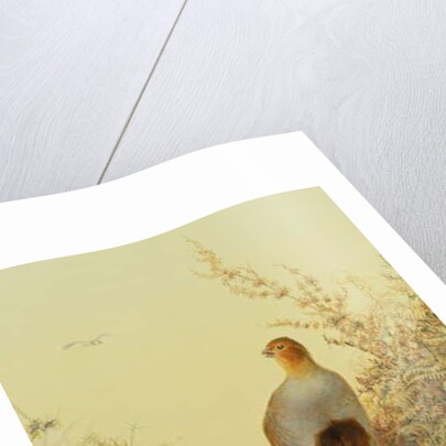 A covey of partridge in the bracken at sunset by Charles Whymper