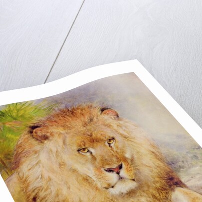 Lion by William Huggins