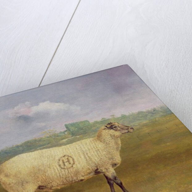 A Prize Ewe with monogram 'H', belonging to Mr J.A. Houblon, Hallingbury Place, Essex, 1812 by Abraham Cooper