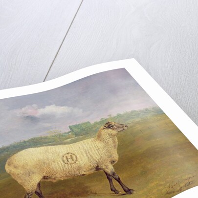 A Prize Ewe with monogram 'H', belonging to Mr J.A. Houblon, Hallingbury Place, Essex, 1812 by Abraham Cooper