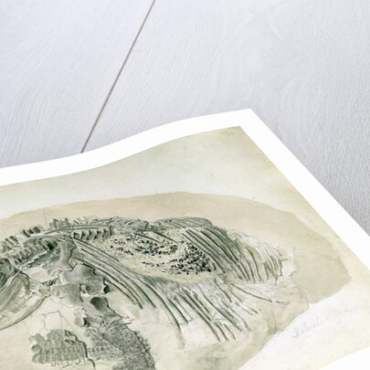 Young Ichthyosaurus from Lyme Regis by English School