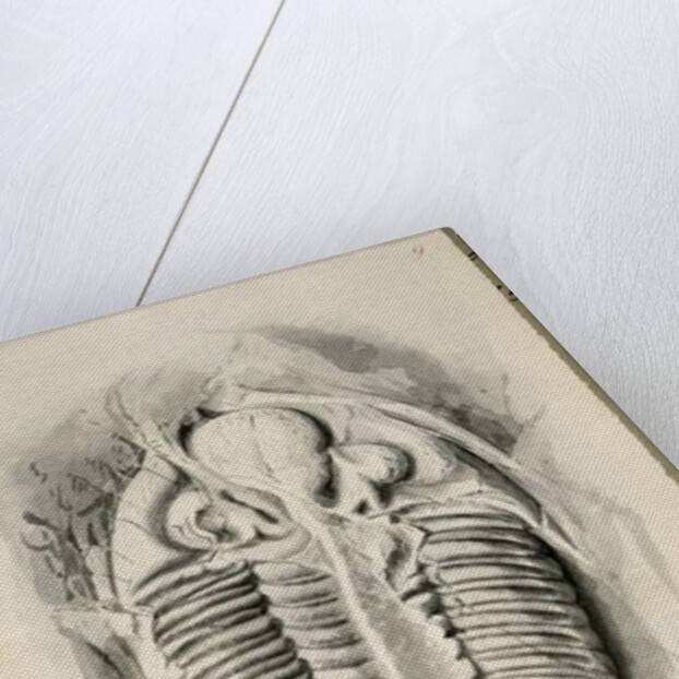 Trilobite from Golden Grove, 6th November 1841 by John Phillips
