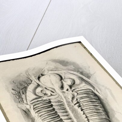 Trilobite from Golden Grove, 6th November 1841 by John Phillips