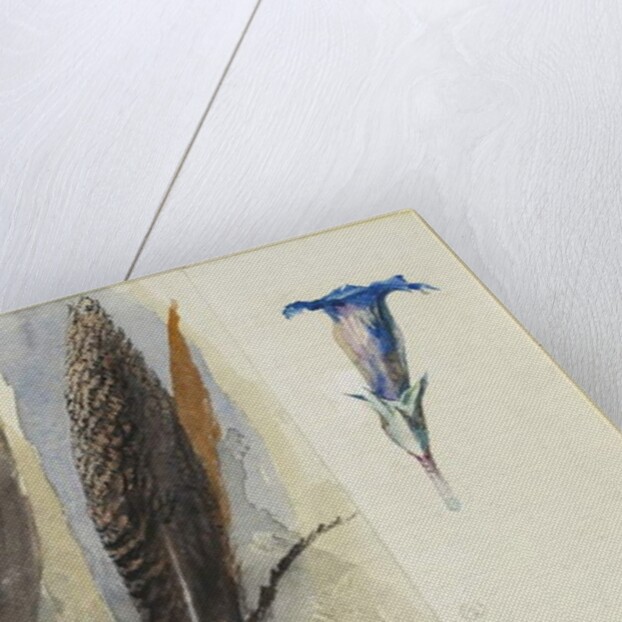 Study of a Feather, Flanked by Two Studies of a Gentian, 1875 by John Ruskin
