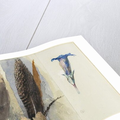 Study of a Feather, Flanked by Two Studies of a Gentian, 1875 by John Ruskin