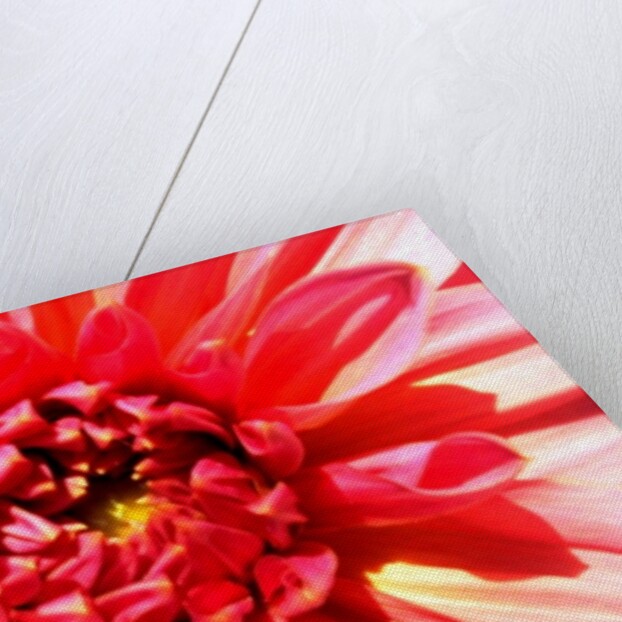 Total Victory by Sarah O'Toole