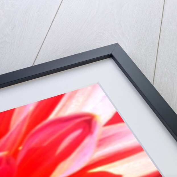 Total Victory by Sarah O'Toole