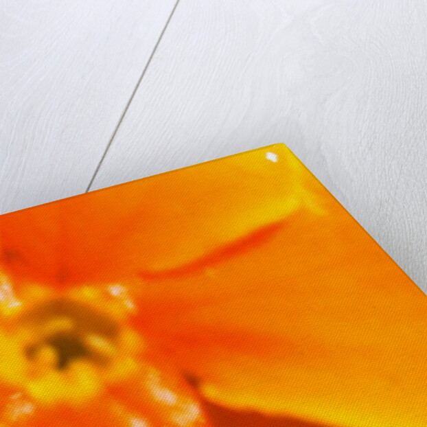 Winter Sunshine by Sarah O'Toole