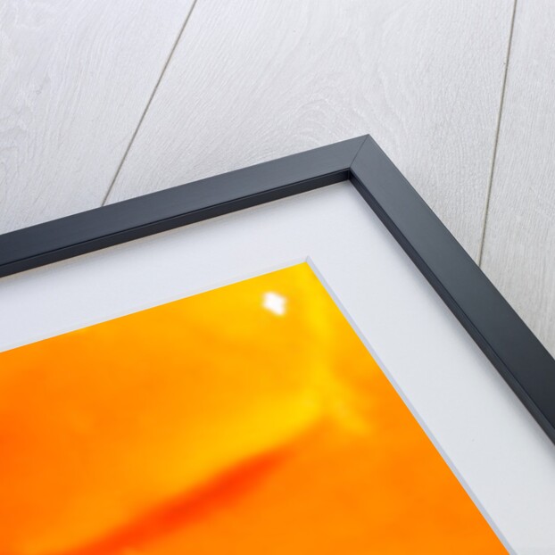 Winter Sunshine by Sarah O'Toole