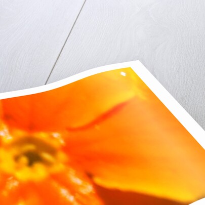 Winter Sunshine by Sarah O'Toole