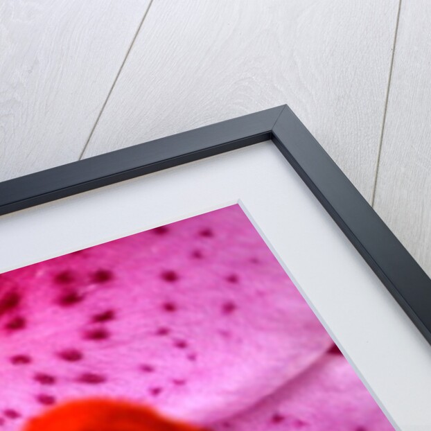 Pink Aroma by Sarah O'Toole