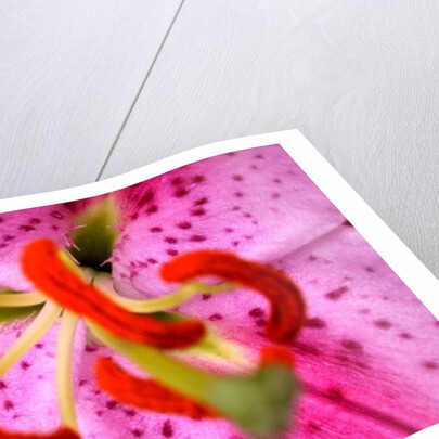 Pink Aroma by Sarah O'Toole