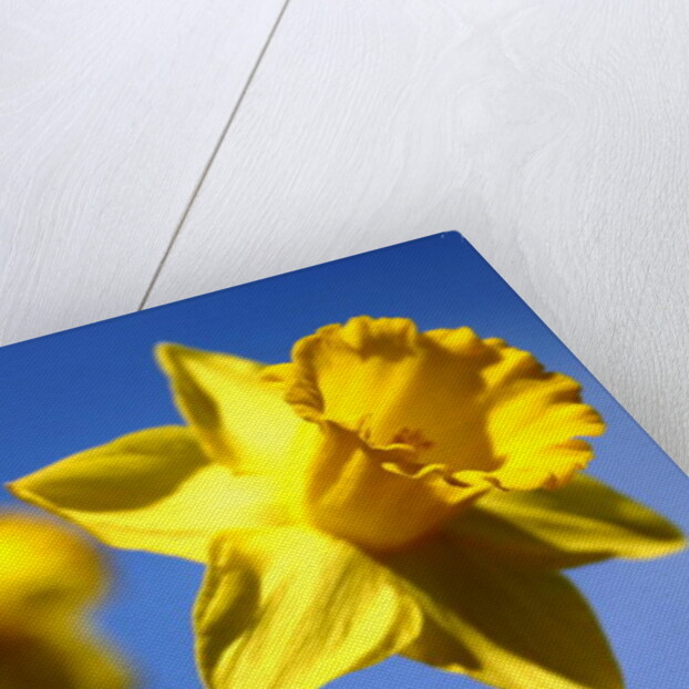 Daffodil Line by Sarah O'Toole