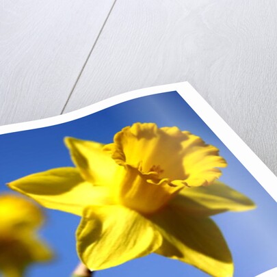 Daffodil Line by Sarah O'Toole