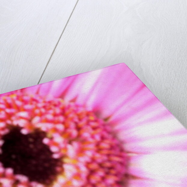 Bridesmaid Pink by Sarah O'Toole