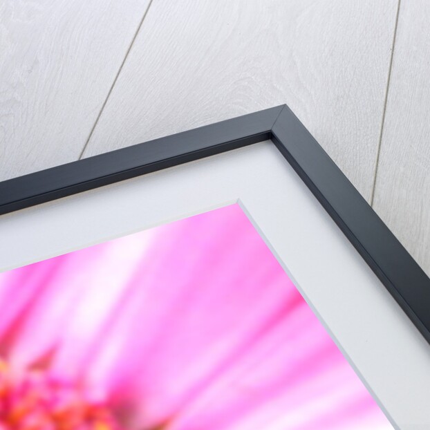 Bridesmaid Pink by Sarah O'Toole