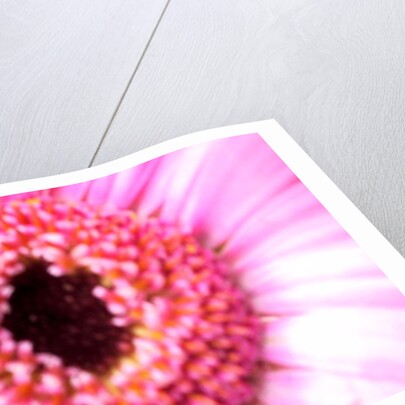 Bridesmaid Pink by Sarah O'Toole