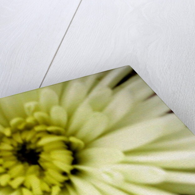 Birthday Flower by Sarah O'Toole