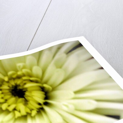 Birthday Flower by Sarah O'Toole