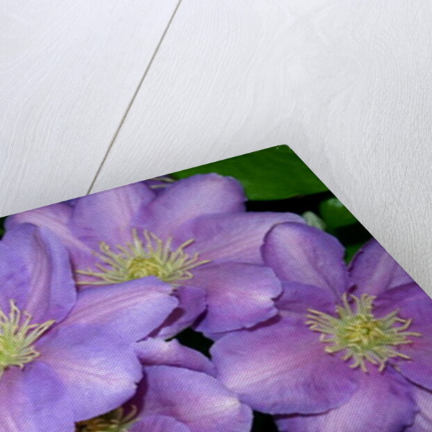 The Clematis Gang by Sarah O'Toole