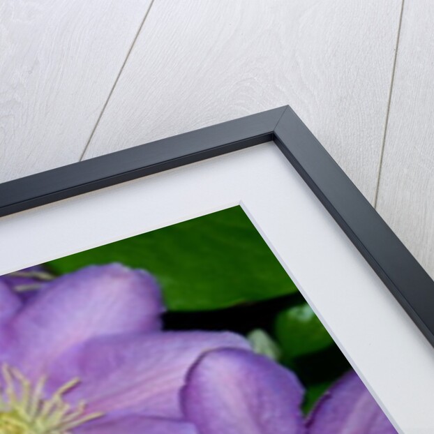 The Clematis Gang by Sarah O'Toole