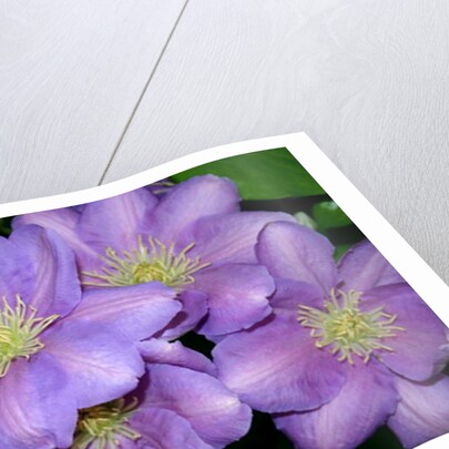 The Clematis Gang by Sarah O'Toole