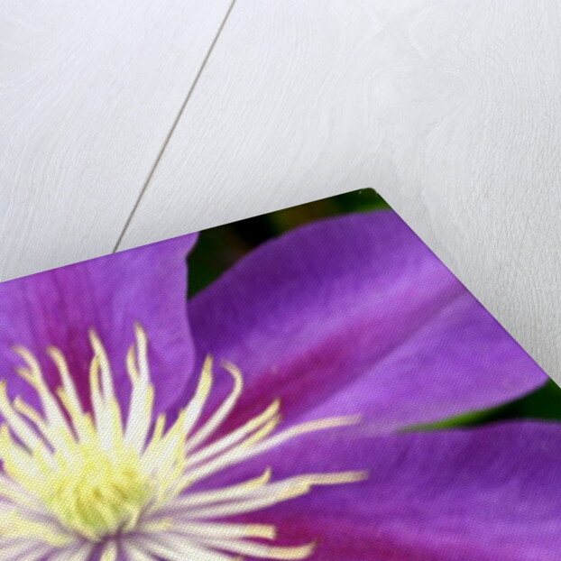 Serenity by Sarah O'Toole