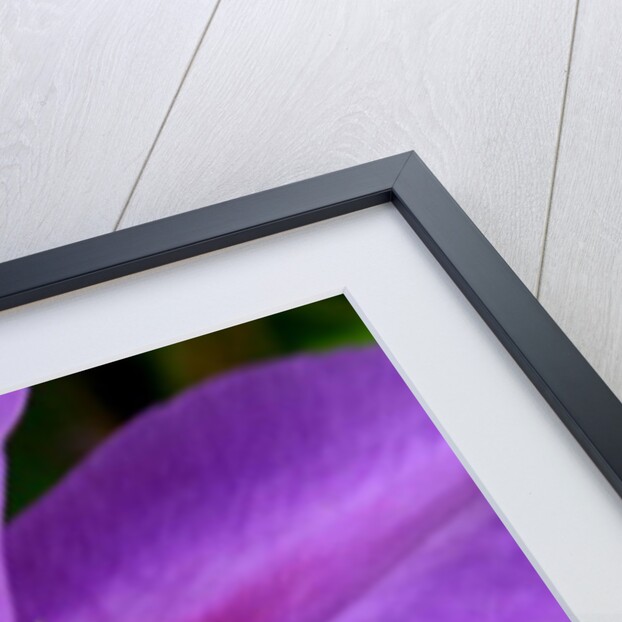 Serenity by Sarah O'Toole