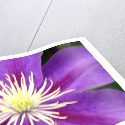 Serenity by Sarah O'Toole